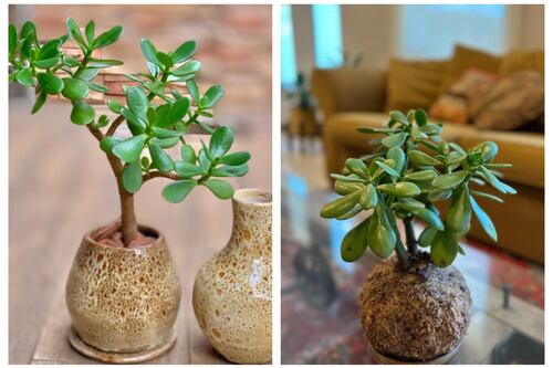 Feng Shui: la planta que todos debemos tener en la casa para atraer mucho dinero