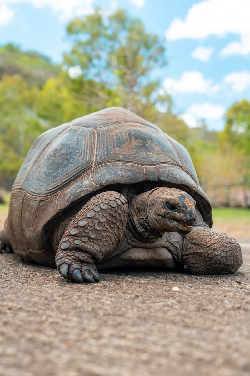 Tortuga gigante Galápagos