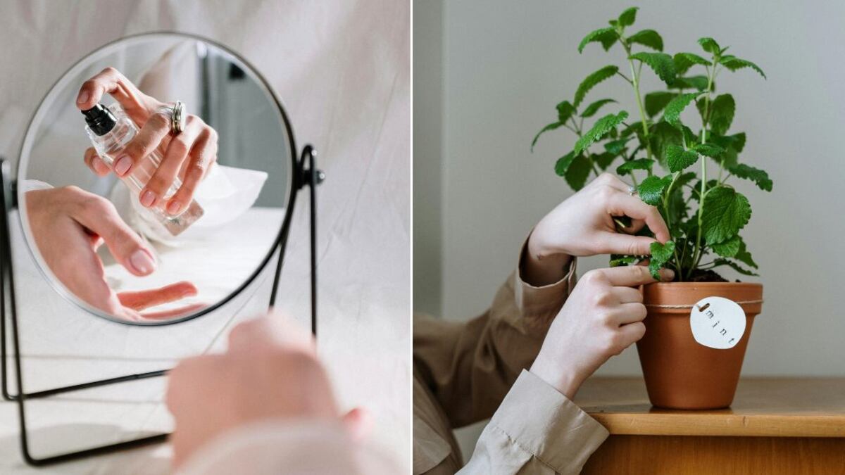 Los perfumes con olor a menta dejan un olor a limpio desde la primera aplicación