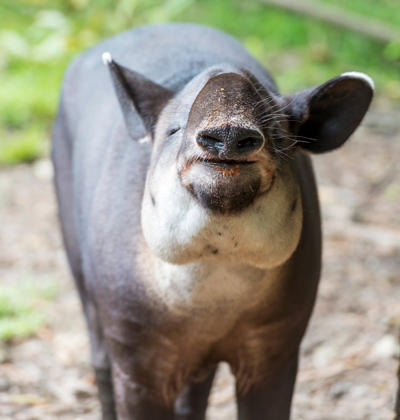 Tapir