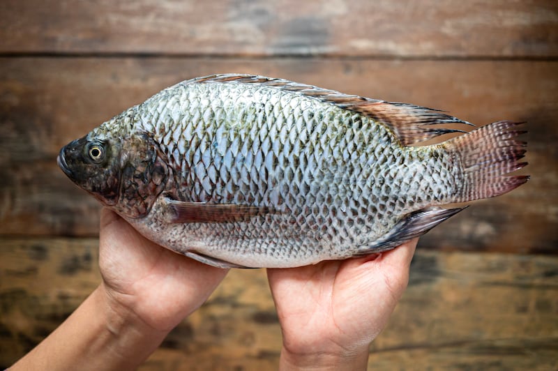 Técnica con piel de tilapia para sanar ojos de perros y gatos