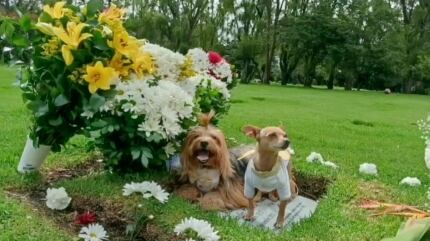 Perritos de Mauricio Leal reaccionaron al llegar a su tumba