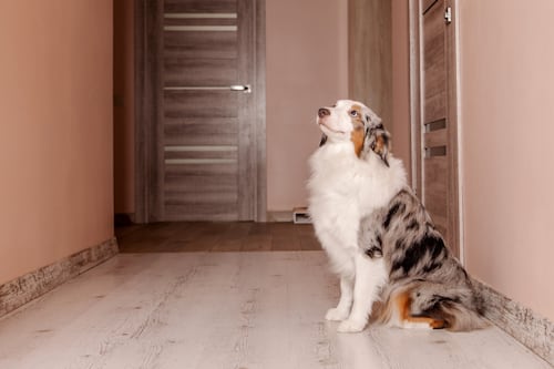 ¿Cuántas horas puede estar solo un perro? Lo que debes saber para cuidar su bienestar