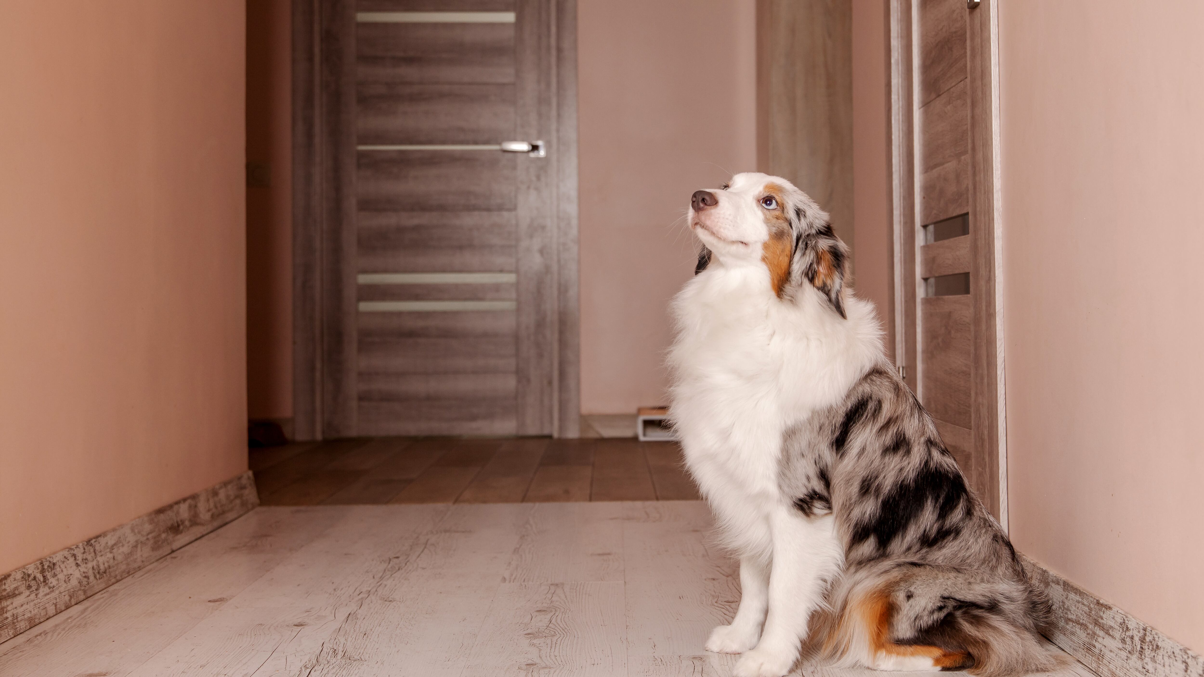 Perro solo en casa