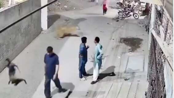 Leon ataca a una madre