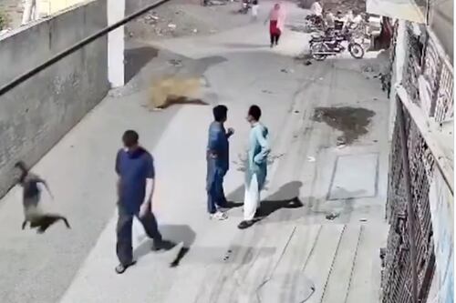 León se escapa y ataca a una madre y sus dos hijos que caminaban por una calle