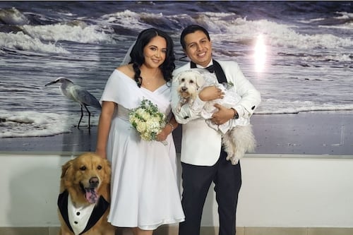 Cédulas, pasaportes y bodas: el Registro Civil ecuatoriano ya es pet friendly
