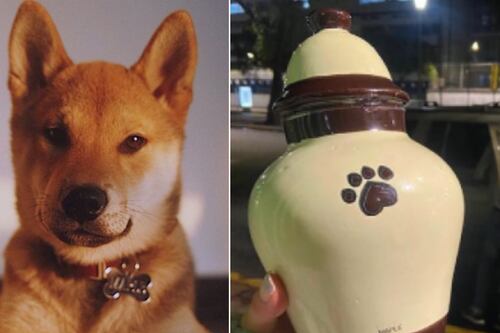 Tras tragedia con perrito, surge Ley Maple para evitar maltrato animal: de esto trata