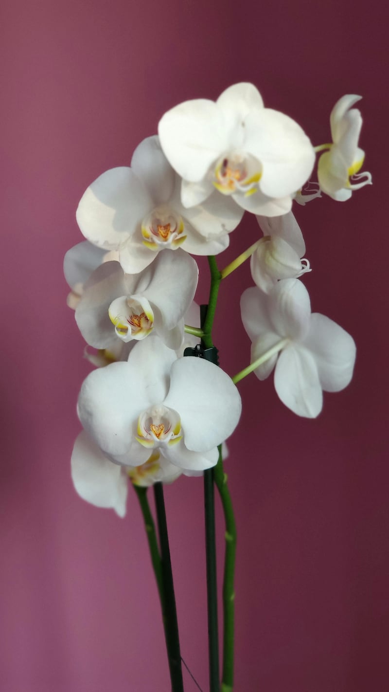 ¡Adiós rosas! La flor para regalar a mamá el 10 de mayo y tiene un profundo significado