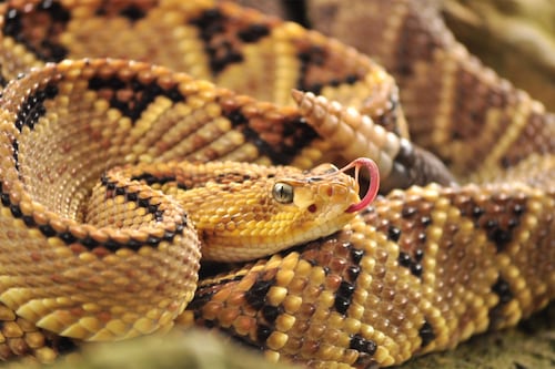 Falleció exparticipante de ‘La Voz’ tras el ataque de una serpiente