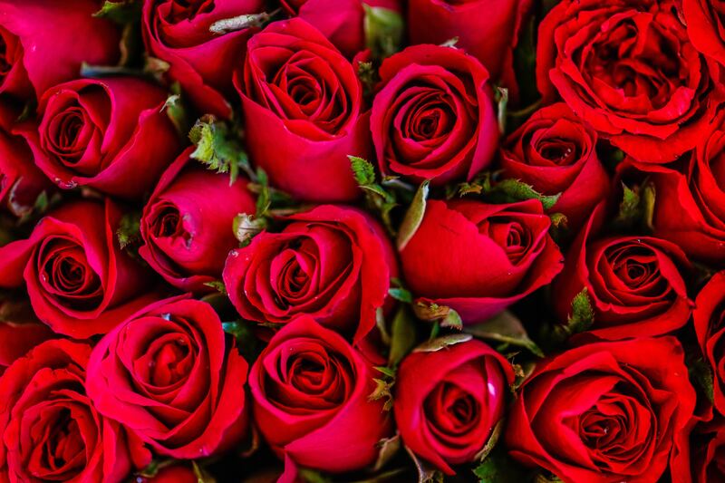 Las rosas rojas se asocian a la pasión y el amor