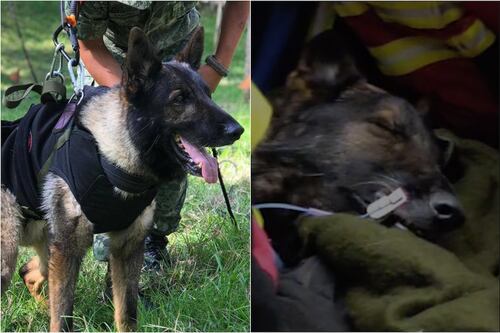 Tuvo misiones en Ecuador y Haití: Las verdaderas razones de la muerte del perrito Proteo en Turquía