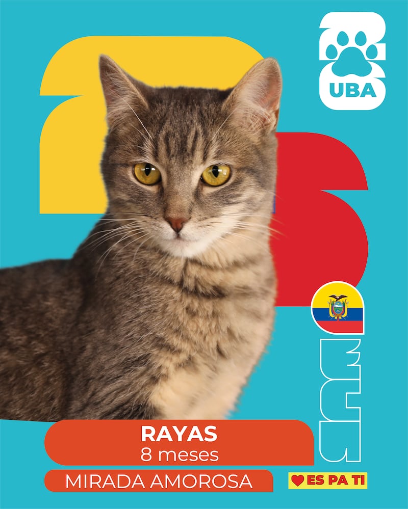 Los detalles sobre la campaña que convierte a perros y gatos rescatados en estrellas futboleras para encontrarles hogar