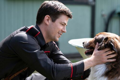 3 películas en Netflix sobre perros: nos recuerdan que el amor a una mascota es infinito
