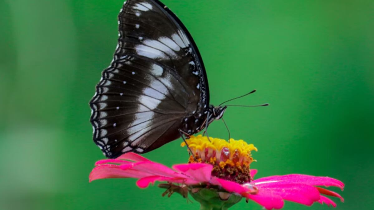 Mariposa negra significado