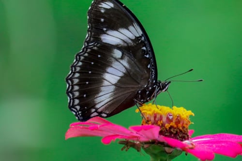 ¿Te alerta de una muerte? este es el verdadero significado que una mariposa negra entre a tu casa de noche