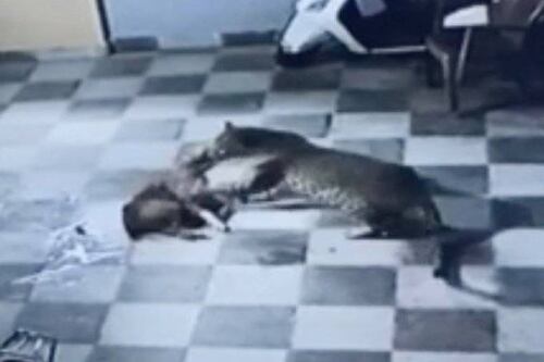 En medio de la cuarentena por Covid-19: el aterrador momento en que perrito defiende su casa del ataque de un leopardo en India