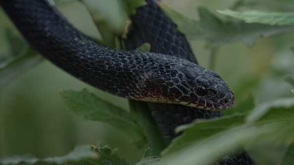 ¿Qué significa soñar con culebras que te muerden?