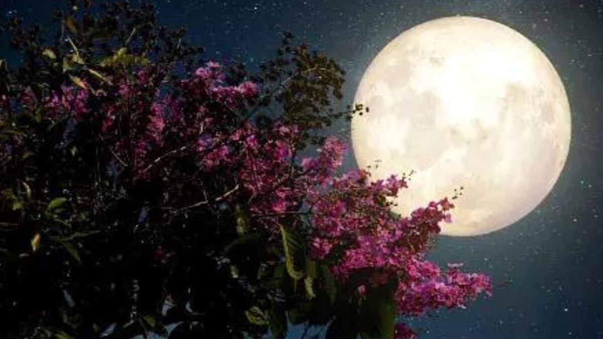 Desde una lluvia de meteoros a la Luna de Flores: Los eventos que harán brillar el cielo en Mayo