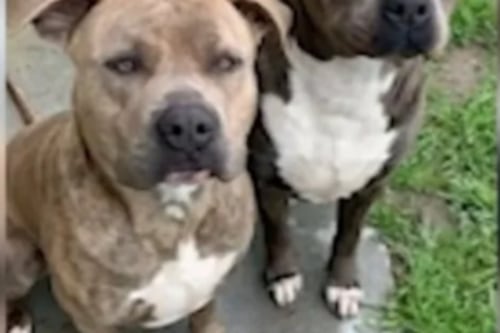 “Era mi hija o él”: Dramático relato de madre que mató a pitbull para salvar a su bebé