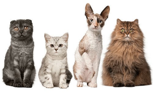 ¡A consentirlos! Llegó el día de los gatos, te presentamos las 5 razas más extrañas de michis
