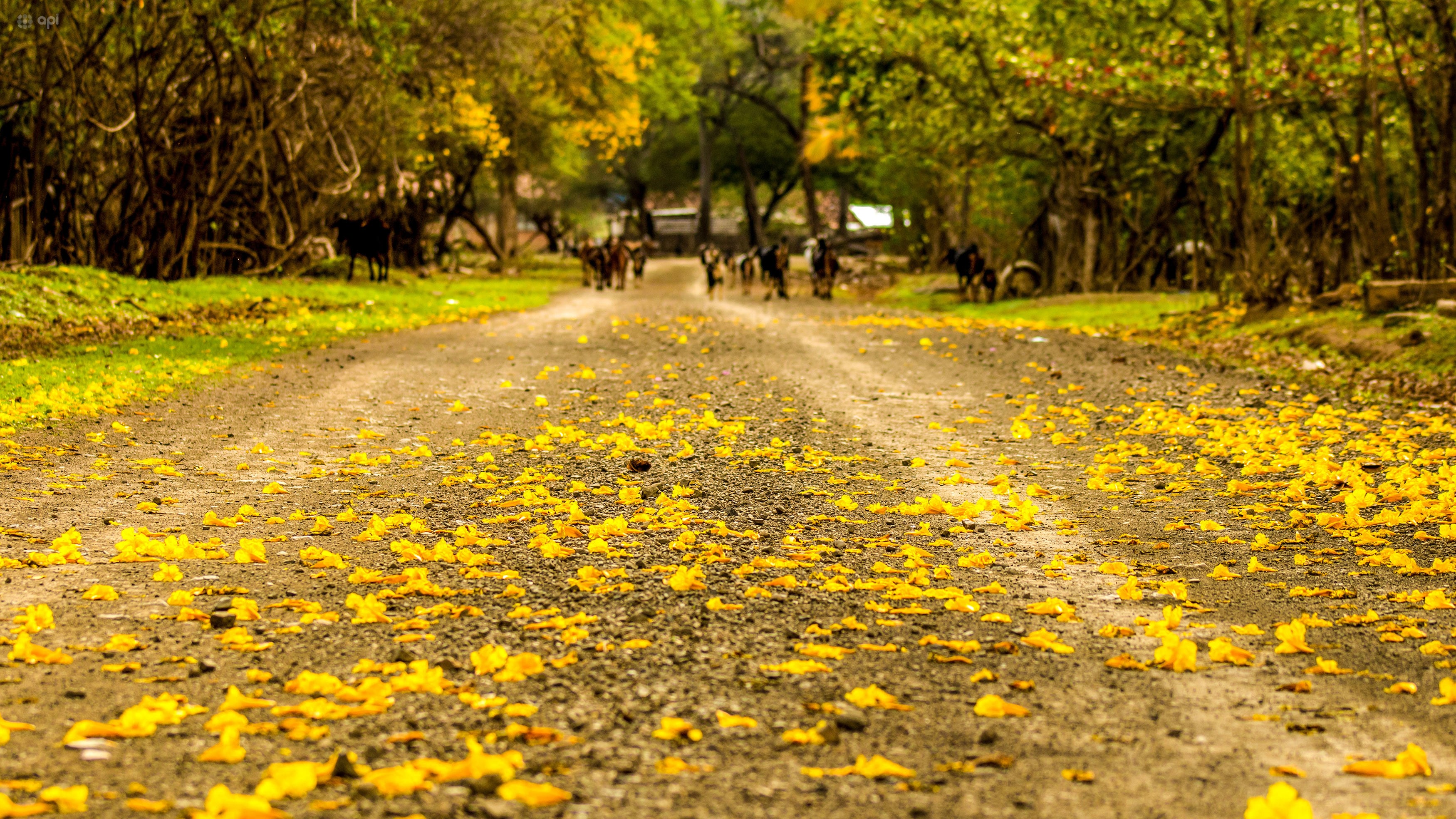 Florecimiento de los guayacanes, Zapotillo