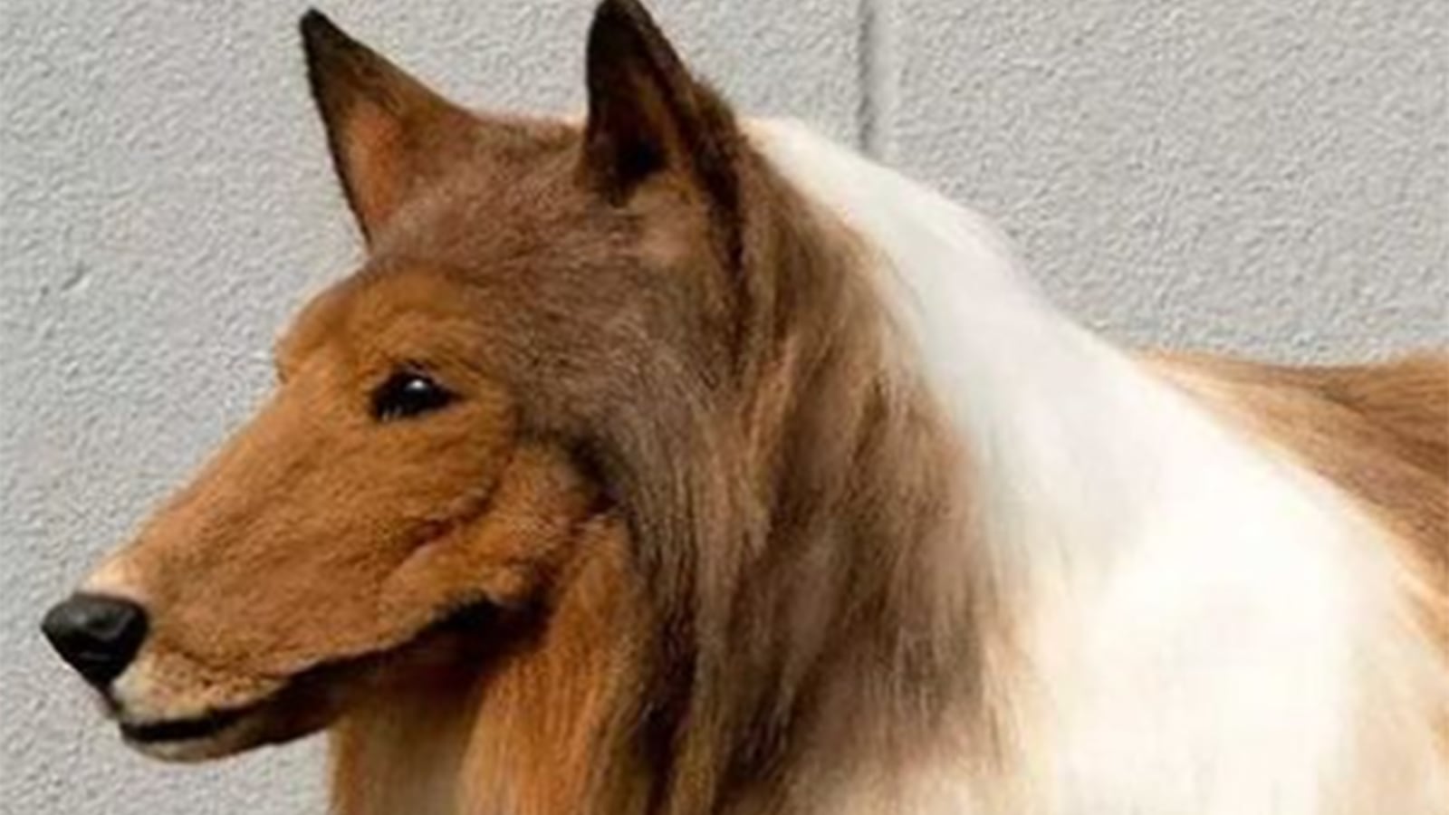 ¿Por qué este japonés gastó más de 10 mil euros en un disfraz para convertirse en perro?