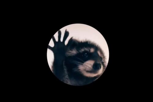 Curiosidades de la canción “Pedro, Pedro, Pedro”, mapache que se viralizó en redes sociales