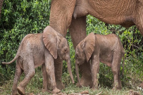Noticias para alegrar el día: Por primera vez en Kenia nacen elefantes gemelos