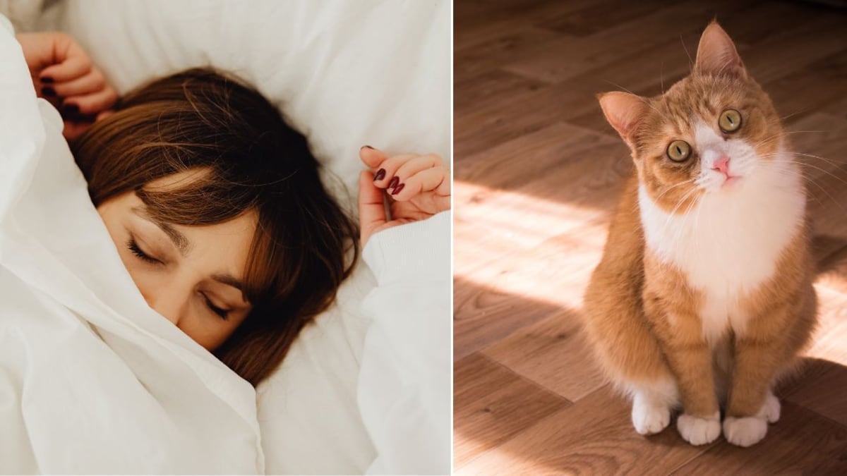 Soñar con gatos puede tener muchos significados y señales para nuestra vida