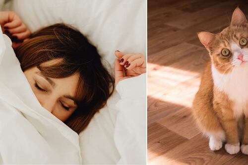 El significado de soñar con gatos: ¿qué representa la aparición de estos felinos?