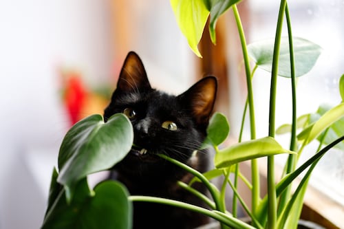 Plantas tóxicas: las especies más peligrosas para los peluditos y sus efectos