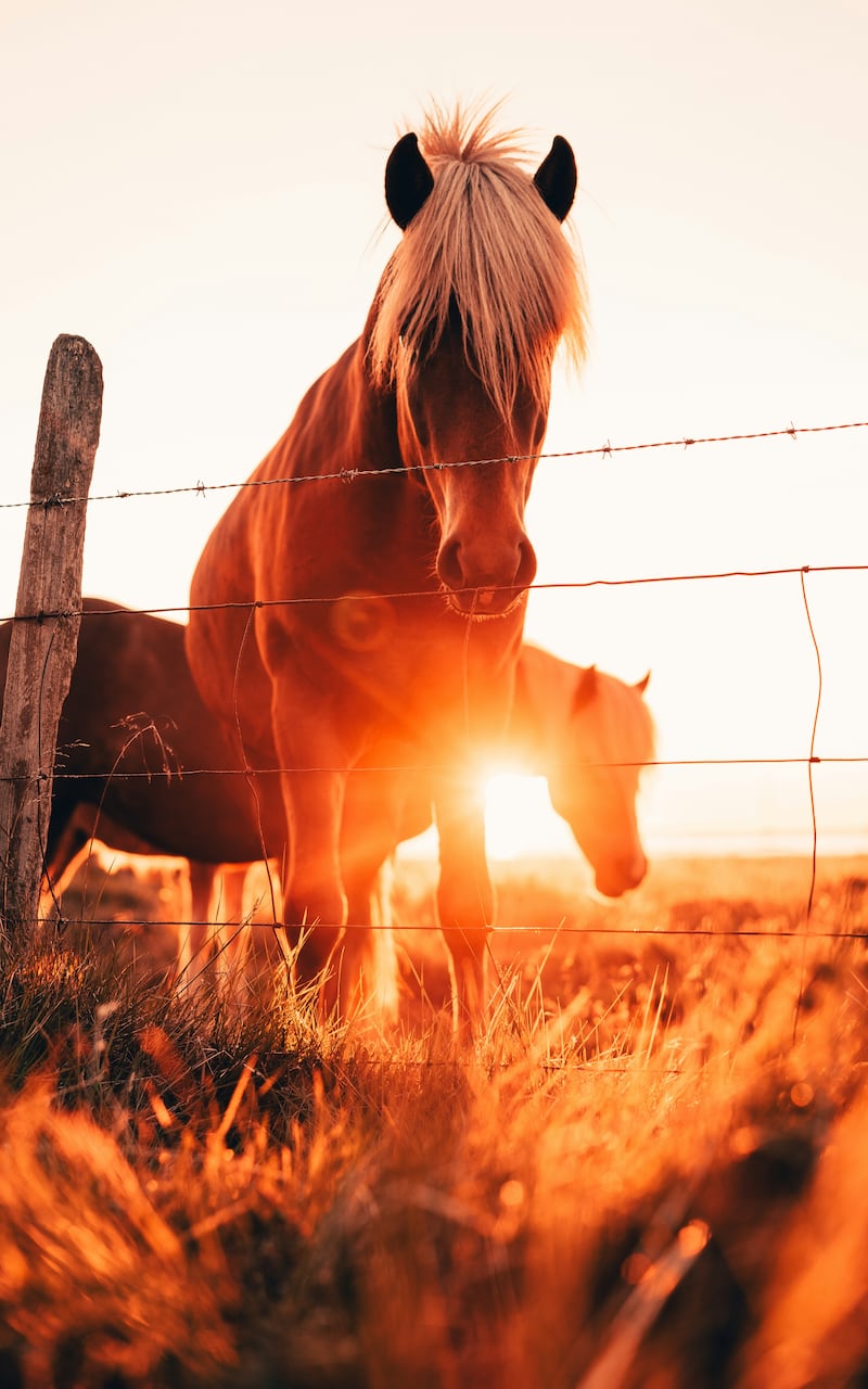 Caballo de fuego: el significado detrás del animal chino 2026 y a quién beneficiará