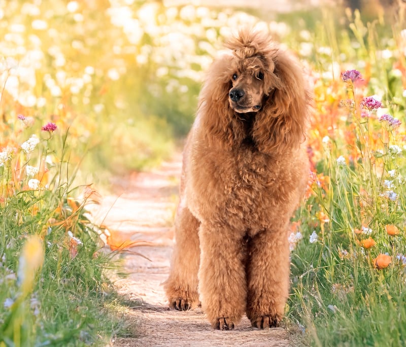 Virgo – Poodle