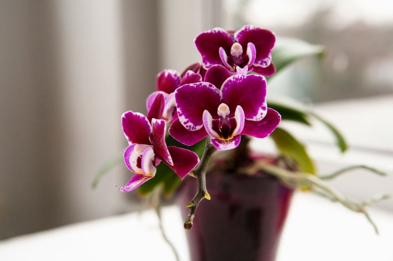 Las orquídeas son ideales para atraer el amor a nuestras vidas