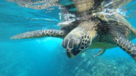 La muerte de un centenar de tortugas demuestra los efectos de la contaminación del mar