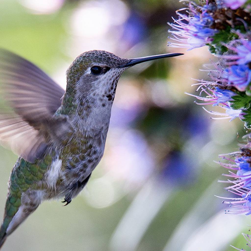 El significado del colibrí cuando una persona que amas muere