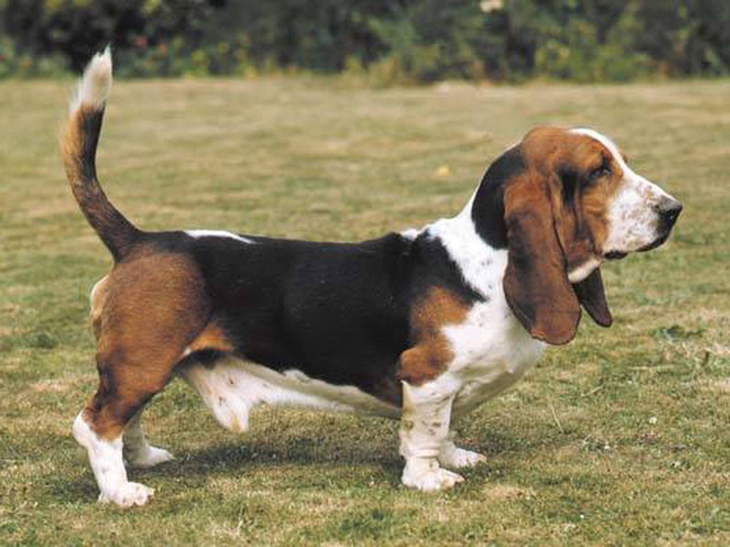 Precio de sales perro hush puppies