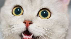 Gatos hipoalergénicos: una empresa tiene un plan para crearlos, ¿de qué manera?